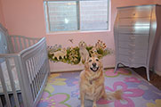 Little Girl's Bedroom Wall Mural with Her Puppy